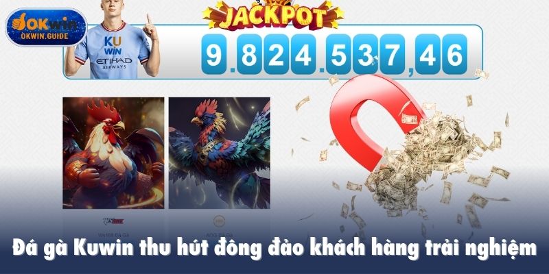 Đá gà Kuwin thu hút đông đảo khách hàng trải nghiệm
